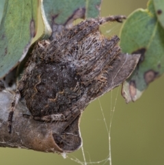 Araneinae (subfamily) (Orb weaver) at Downer, ACT - 28 Mar 2021 by WHall