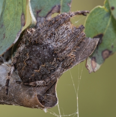 Araneinae (subfamily) (Orb weaver) at Downer, ACT - 28 Mar 2021 by WHall
