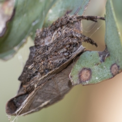 Araneinae (subfamily) at Downer, ACT - 28 Mar 2021 02:57 PM