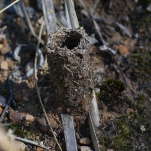 Camponotus intrepidus at Downer, ACT - 28 Mar 2021