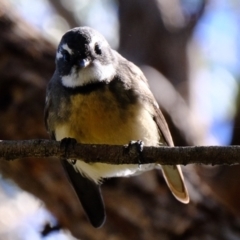 Rhipidura albiscapa (Grey Fantail) at Block 402 - 29 Mar 2021 by Kurt