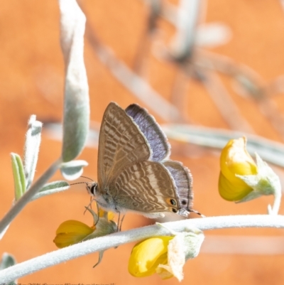 Lampides boeticus (Long-tailed Pea-blue) at ANBG - 29 Mar 2021 by Roger