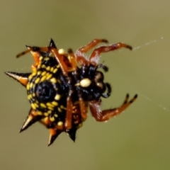 Austracantha minax (Christmas Spider, Jewel Spider) at Piney Ridge - 29 Mar 2021 by Kurt
