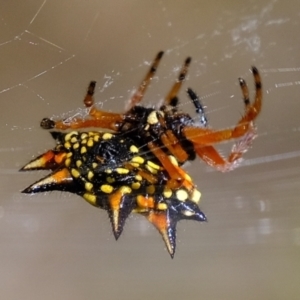 Austracantha minax at Stromlo, ACT - 29 Mar 2021