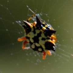 Austracantha minax at Stromlo, ACT - 29 Mar 2021