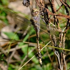 Anax papuensis (Australian Emperor) at Stromlo, ACT - 29 Mar 2021 by Kurt