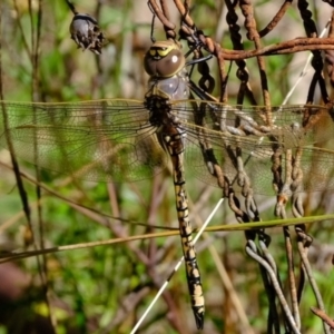 Anax papuensis at Stromlo, ACT - 29 Mar 2021