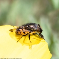 Stomorhina sp. (genus) (Snout fly) at Macgregor, ACT - 28 Mar 2021 by Roger