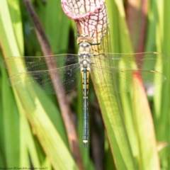 Hemicordulia tau (Tau Emerald) at Macgregor, ACT - 28 Mar 2021 by Roger