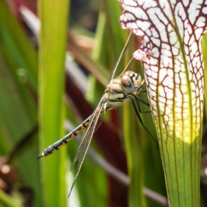 Hemicordulia tau at Macgregor, ACT - suppressed