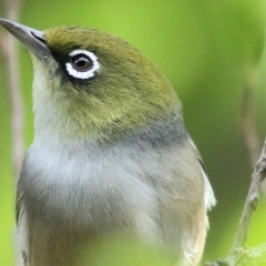 Zosterops lateralis (Silvereye) at Wodonga - 29 Mar 2021 by Kyliegw