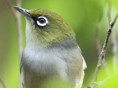 Zosterops lateralis (Silvereye) at Wodonga, VIC - 29 Mar 2021 by KylieWaldon