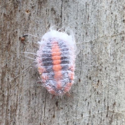 Monophlebulus sp. (genus) (Giant Snowball Mealybug) at Dryandra St Woodland - 28 Mar 2021 by Ned_Johnston