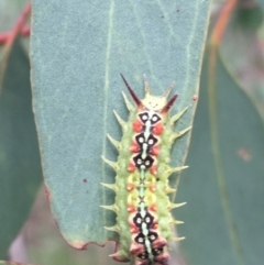 Doratifera quadriguttata (Four-spotted Cup Moth) at O'Connor, ACT - 28 Mar 2021 by NedJohnston