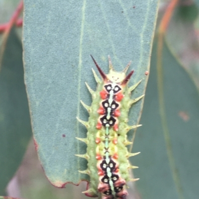 Doratifera quadriguttata (Four-spotted Cup Moth) at Dryandra St Woodland - 28 Mar 2021 by Ned_Johnston