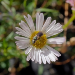 Lasioglossum (Homalictus) punctatus (A halictid bee) at Harrison, ACT - 26 Mar 2021 by DPRees125