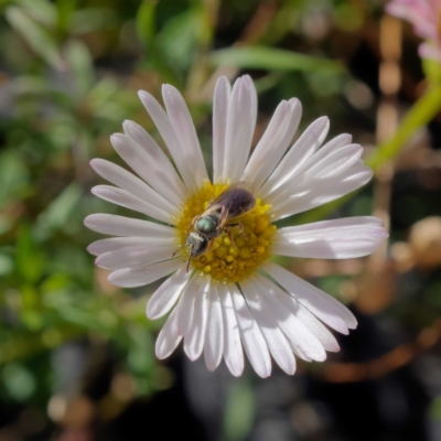 Lasioglossum (Homalictus) punctatus (A halictid bee) at Harrison, ACT - 26 Mar 2021 by DPRees125
