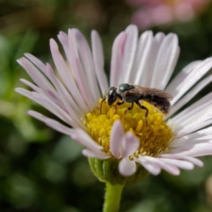 Lasioglossum (Homalictus) punctatum at Harrison, ACT - 26 Mar 2021