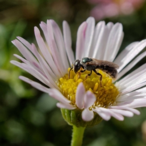 Lasioglossum (Homalictus) punctatum at Harrison, ACT - 26 Mar 2021