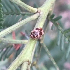 Elaphodes sp. (genus) (Leaf beetle) at Dryandra St Woodland - 28 Mar 2021 by Ned_Johnston