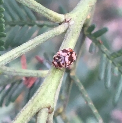 Elaphodes sp. (genus) (Leaf beetle) at O'Connor, ACT - 28 Mar 2021 by NedJohnston