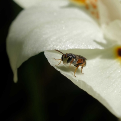 Hylaeus (Prosopisteron) littleri (Hylaeine colletid bee) at Harrison, ACT - 25 Mar 2021 by DPRees125