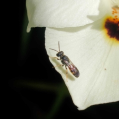 Hylaeus (Prosopisteron) littleri at Harrison, ACT - suppressed