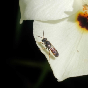 Hylaeus (Prosopisteron) littleri at Harrison, ACT - suppressed