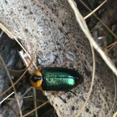 Aporocera (Aporocera) consors (A leaf beetle) at Dryandra St Woodland - 28 Mar 2021 by Ned_Johnston
