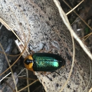 Aporocera (Aporocera) consors at O'Connor, ACT - 28 Mar 2021 05:27 PM