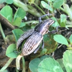 Naupactus leucoloma (White-fringed weevil) at Sullivans Creek, Lyneham South - 29 Mar 2021 by Ned_Johnston