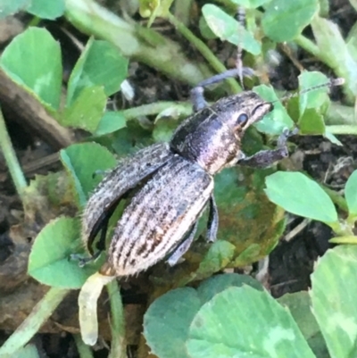 Naupactus leucoloma (White-fringed weevil) at Sullivans Creek, Lyneham South - 29 Mar 2021 by Ned_Johnston