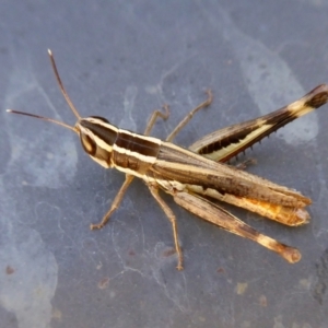 Macrotona australis at Yass River, NSW - 29 Mar 2021