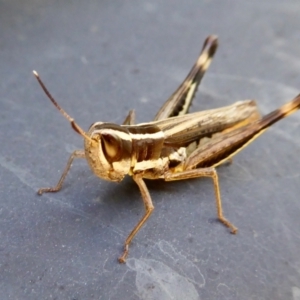 Macrotona australis at Yass River, NSW - 29 Mar 2021