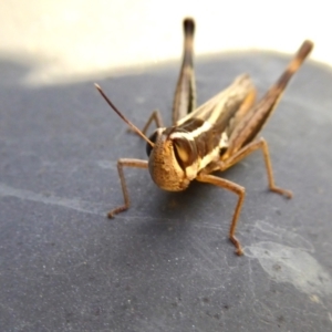 Macrotona australis at Yass River, NSW - 29 Mar 2021 02:40 PM