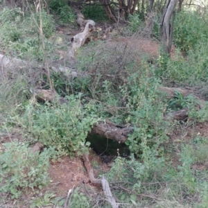 Oryctolagus cuniculus at Hackett, ACT - 29 Mar 2021