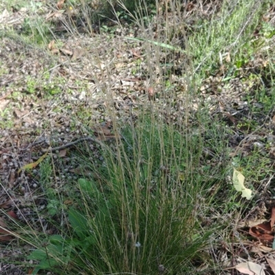 Austrostipa scabra (Corkscrew Grass, Slender Speargrass) at Mount Ainslie - 28 Mar 2021 by Avery