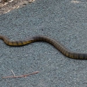 Notechis scutatus at Paddys River, ACT - 29 Mar 2021