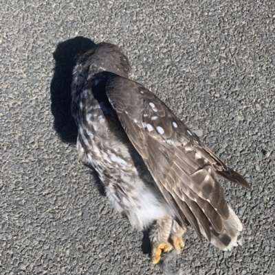 Ninox connivens (Barking Owl) at Albury - 29 Mar 2021 by WingsToWander