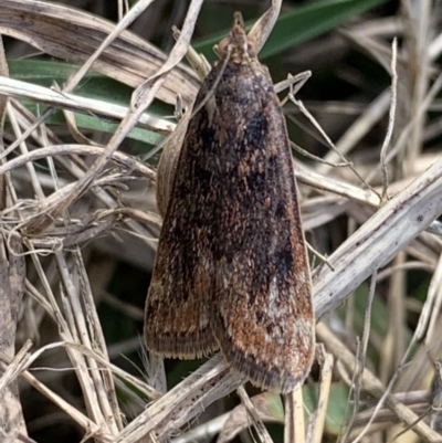 Achyra affinitalis (Cotton Web Spinner, Pyraustinae) at Murrumbateman, NSW - 26 Mar 2021 by SimoneC