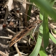 Achyra affinitalis at Murrumbateman, NSW - 26 Mar 2021