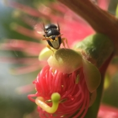 Hylaeus (Gnathoprosopis) euxanthus (Plasterer bee) at Parkes, ACT - 29 Mar 2021 by PeterA