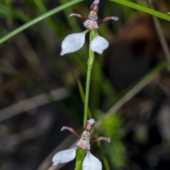 Eriochilus cucullatus (Parson's Bands) at Bundanoon, NSW - 29 Mar 2021 by Aussiegall