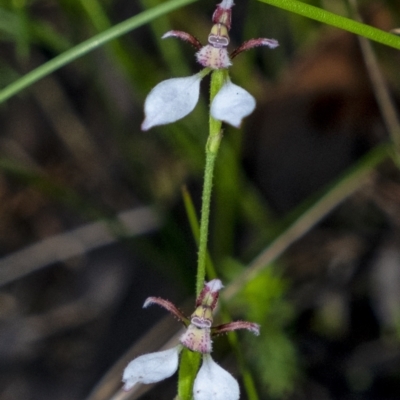 Eriochilus cucullatus (Parson's Bands) at Wingecarribee Local Government Area - 29 Mar 2021 by Aussiegall