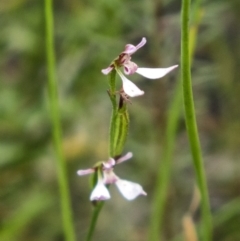 Eriochilus cucullatus at Bundanoon - suppressed