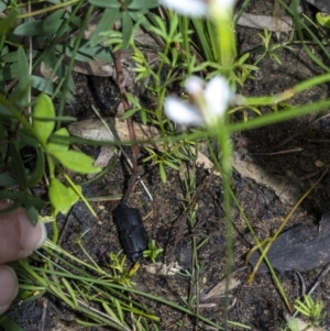 Eriochilus cucullatus at Bundanoon - suppressed