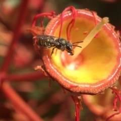 Lipotriches flavoviridis species group at ANBG - 28 Mar 2021 by PeterA