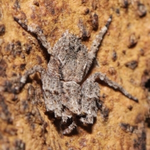 Stephanopis sp. (genus) at Downer, ACT - 28 Mar 2021