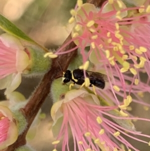 Hylaeus (Gnathoprosopis) euxanthus at Murrumbateman, NSW - 27 Mar 2021