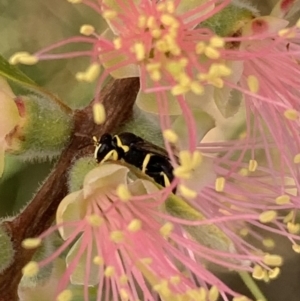 Hylaeus (Gnathoprosopis) euxanthus at Murrumbateman, NSW - 27 Mar 2021